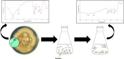 Removal of Mercury, Cadmium, and Lead Ions by Penicillium sp.